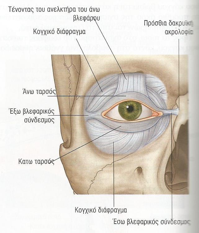 Πέταλα