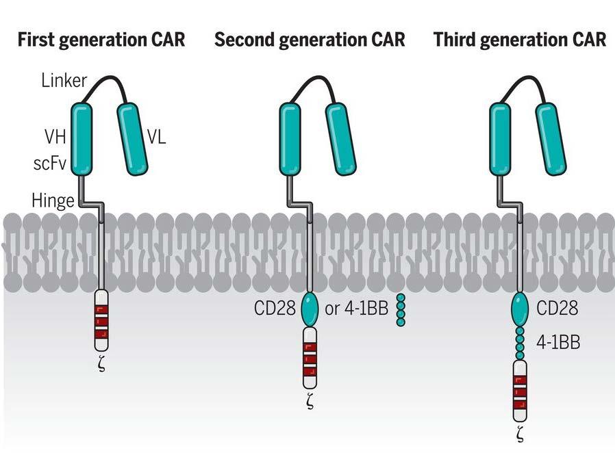 Οι Υποδοχείς CAR Δεν Είναι Όλοι Ίδιοι Βασική πρόοδος η ανάπτυξη των CAR 2ης γενιάς: συνδιεγερτικό μόριο CD28 έντονη έκπτυξη in vivo συνδιεγερτικό μόριο