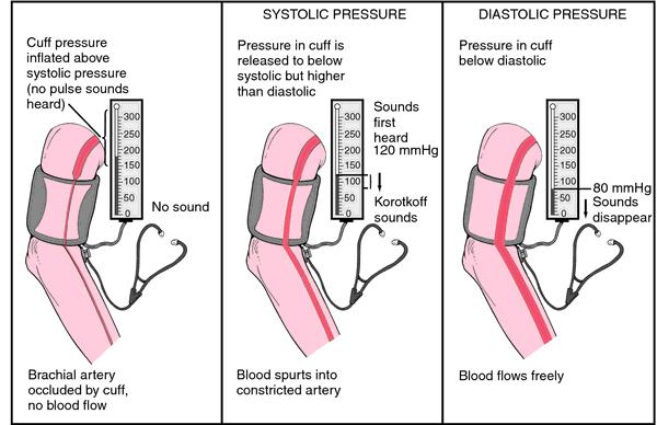 Auscultation method : 1- Feel the pulse of the brachial artery just medial to the biceps tendon in the cubital fossa.