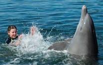 The Children are having fun swimming with the dolphins. They are holding onto the dolphins and the dolphins are pulling the children along. They are all enjoying every moment.