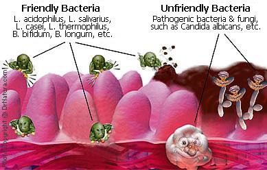 Τα προβιοτικά βοηθούν και προστατεύουν την χλωρίδα του εντέρου από μολύνσεις και ασθένειες. Πάνω από 30 δισεκατομμύρια καλά βακτήρια ζουν στο έντερο όπως: L.acidophilus 45% S.thermophilus 10% B.