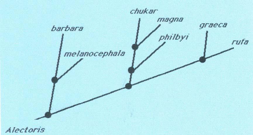 περιοχής D-loop του μιτοχονδριακού DNA (Randi and Luccini 1998).