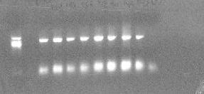 6. ΑΠΟΤΕΛΕΣΜΑΤΑ 6.1. ΑΠΟΤΕΛΕΣΜΑΤΑ ΑΝΑΛΥΣΗΣ ΜΙΤΟΧΟΝΔΡΙΑΚΟΥ DNA 6.1.1. Βρόχος εκτόπισης Η περιοχή του βρόχου εκτόπισης (D-loop) του μιτοχονδριακού γονιδιώματος ενισχύθηκε με PCR (Εικ. 8).