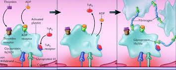 Anti-Platelet Therapy (last episode in 12 months)