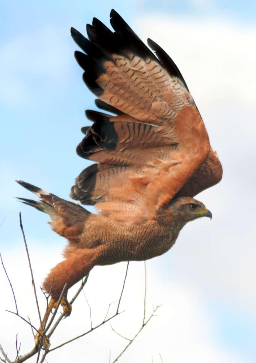 Aguila Coronada Aguila mora Aguila negra Aguilucho alas largas Aguilucho Colorado Aguilucho común Aguilucho Pampa Alilicucú común Anambé común Anambé grande Anambé verdoso Angú Aninga Anó chico Anó