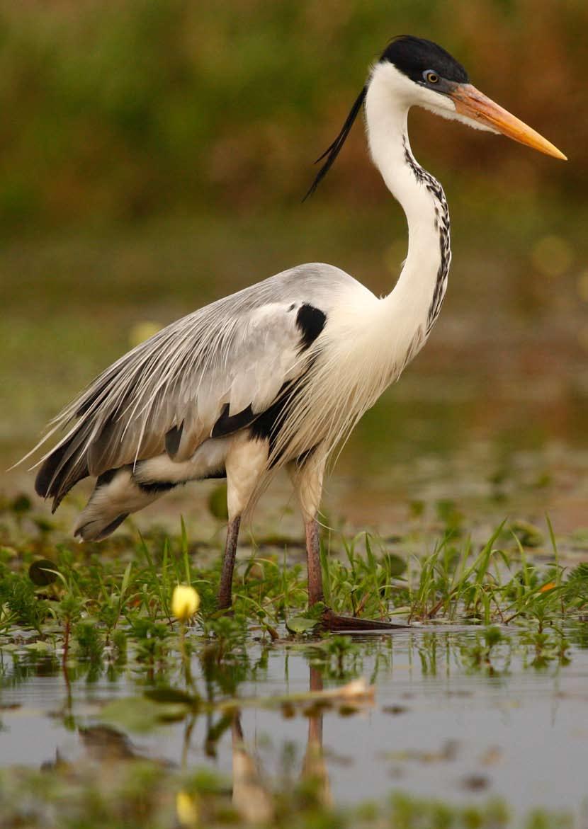 Garza cucharona Garza mora Gavilan patas largas Gavilán Planeador Gaviota capucho gris Gaviotín chico comúm Golondrina cabeza rojiza Golondrina Ceja blanca Golondrina doméstica Golondrina Parda