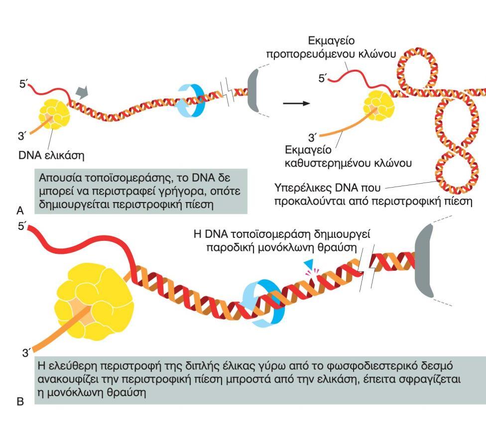 Το τοπολογικό πρόβλημα της αντιγραφής To άνοιγμα του DNA στη διχάλα της αντιγραφής οδηγεί στην δημιουργία τάσης