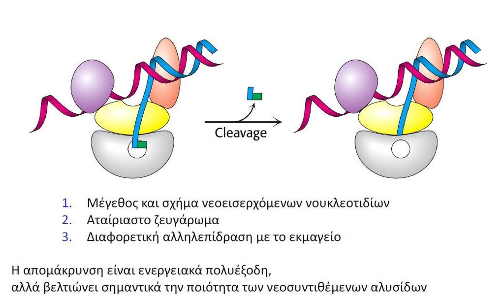 Η DNA πολυμεράση διορθώνει τα λάθη της