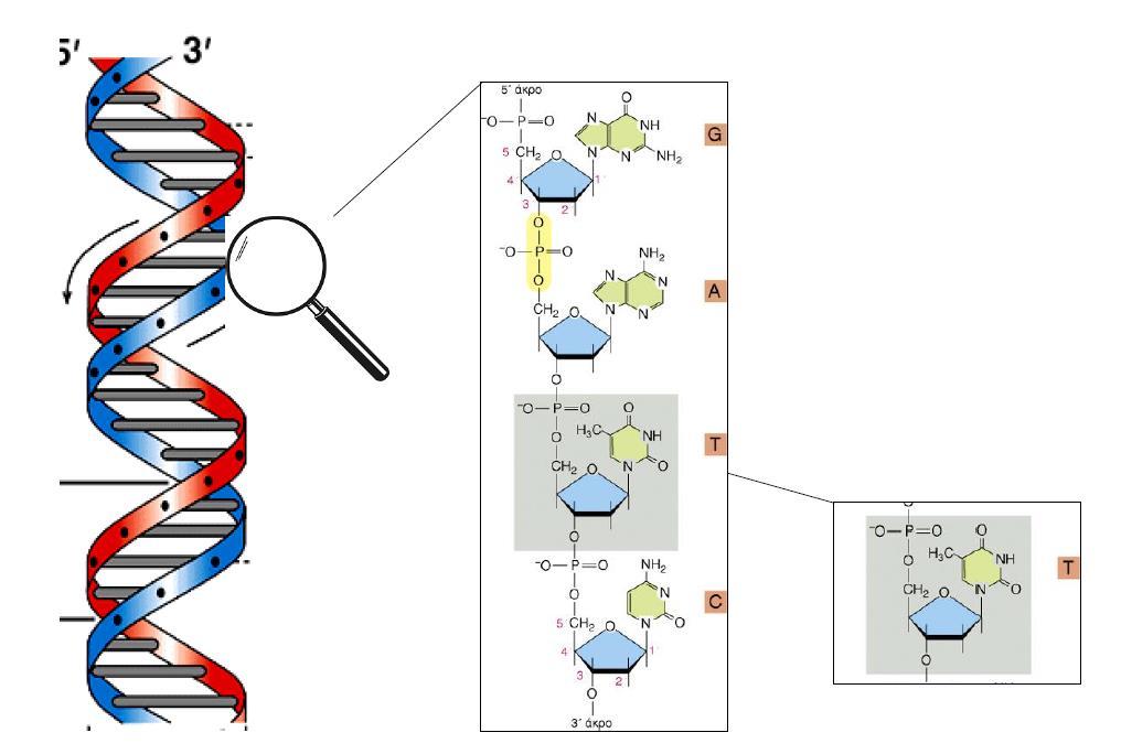 To νουκλεοτίδιο είναι