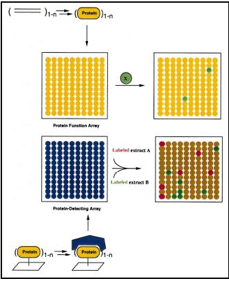 Μικροσυστοιχίες βιομορίων Λειτουργική διάταξη Οι πρωτεΐνες ακινητοποιούνται στην επιφάνεια (πορτοκαλί χρώμα).