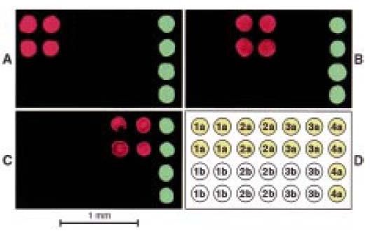 Μικροκηλίδωση επαφής MacBeath et al.