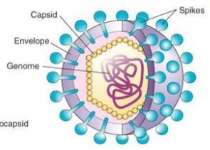 φάκελο (~ σφαιρικοί) πολυελικοειδείς ιοί