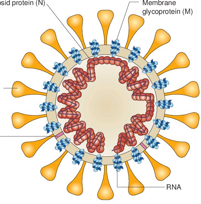 Εξωτερικές προστασία γενετικού υλικού σύνδεση με υποδοχείς κυττάρων λοιμογόνος δράση ιού αντιγόνα Πρωτεΐνες παραγωγή εξουδετερωτικών Abs ενεργοποίηση κυτταροτοξικών Τ κυττάρων Καθορισμός οροτύπου του