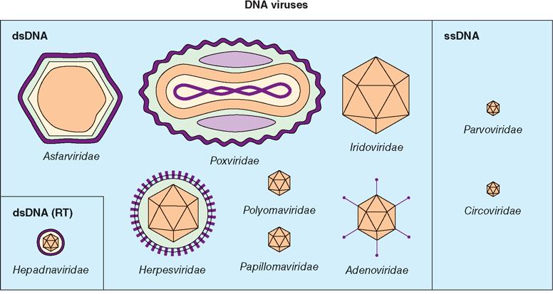 Νουκλεϊκό οξύ ιών RNA ( 1 μόριο) ή DNA (1 μόριο) μονόκλωνο ή δίκλωνο γραμμικό, κυκλικό ή πολλά