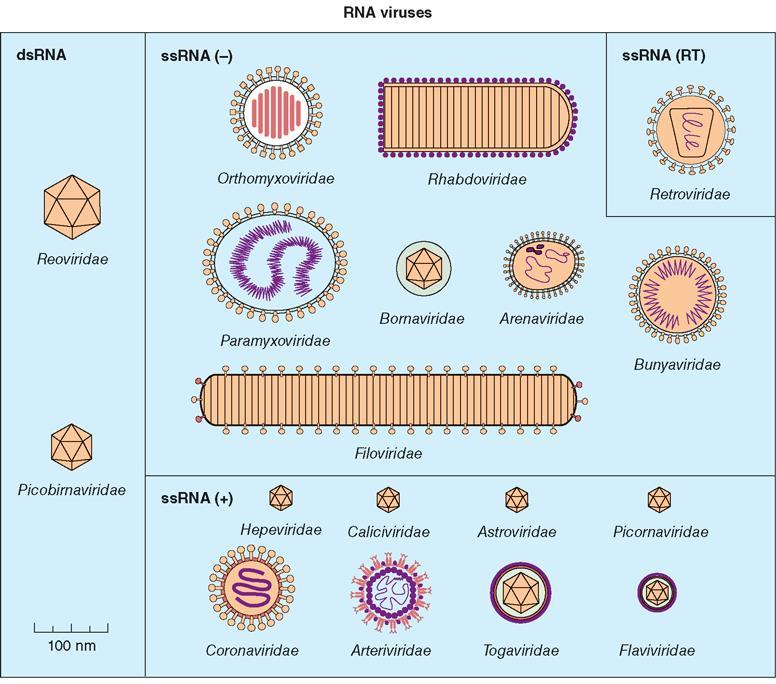 λοιμογόνο RNA μεταγράφεται άμεσα μη λοιμογόνο DNA μεταγράφεται σε mrna ποσοστό ιικού νουκλεϊκού