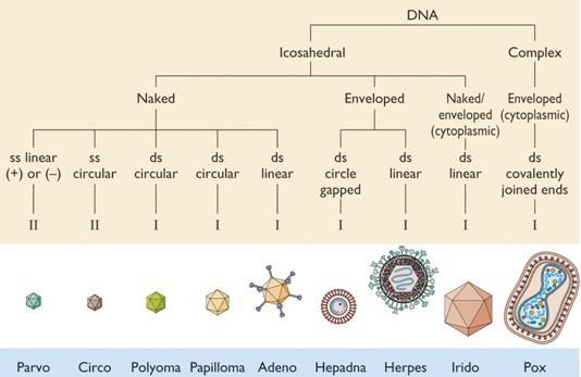 Ταξινόμηση DNA ιών Δίκλωνο DNA, ιικά σωμάτια με έλυτρο: Poxoviridae,