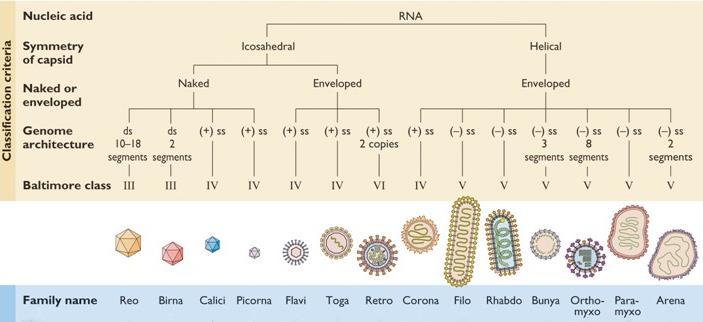 Ταξινόμηση RNA ιών Δίκλωνο RNA, ιικά σωμάτια χωρίς έλυτρο: Reovirdae Μονόκλωνο RNA, ιικά σωμάτια με έλυτρο, χωρίς στάδιο DNA: (+) φοράς: Togoviridae, Flaviviridae, Coronaviridae (-) φοράς, μη
