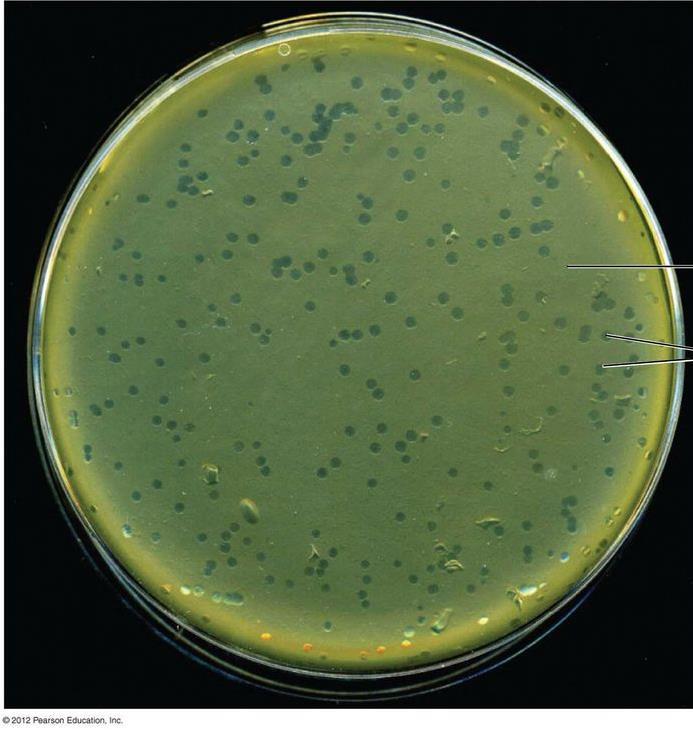 Καλλιέργεια βακτηριοφάγων Οι ιοί καλλιεργούνται μόνο σε ζωντανά κύτταρα Βακτηριοφάγοι: οι ευκολότερα καλλιεργούμενοι ιοί Μέθοδος καλλιέργειας των πλακών Ανάμειξη βακτηριοφάγων με βακτήρια και