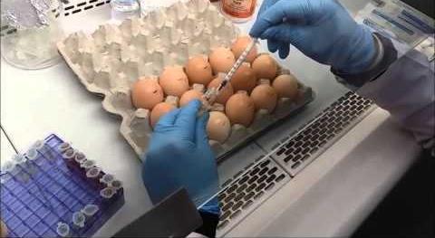 θανάτωση εξέταση μολυσμένων ιστών Εμβρυοφόρα αυγά όρνιθας θάνατος εμβρύου