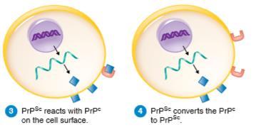 Παραγωγή PrP Sc από ένα αλλοιωμένο PrP c γονίδιο Αντίδραση PrP Sc