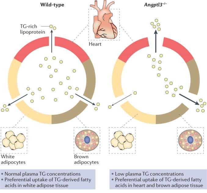 Υποθετικό μοντέλο για το ρόλο της ANGPTL3 στο μεταβολισμό των τριγλυκεριδίων Τα υπάρχοντα δεδομένα υποδεικνύουν ότι η ANGPTL3 μεταγευματικά πιθανά διεγείρει την αποθήκευση τριγλυκεριδίων στο