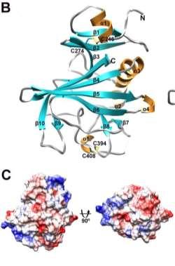 διάσπασης Η Furin (PCSK3) και η PACE4 (PCSK6) διαμεσολαβούν την διάσπαση της ANGPTL3.