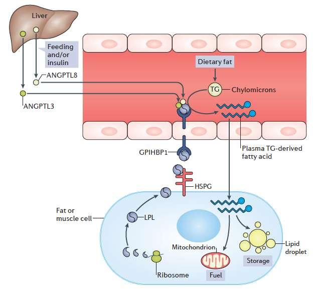 Ρόλος της ANGPTL3 στο μεταβολισμό των τριγλυκεριδίων Τα τριγλυκερίδια των χυλομικρών και των VLDL σωματιδίων υδρολύονται από την LPL H LPL παράγεται από τα μυικά κύτταρα και τα λιποκύτταρα και