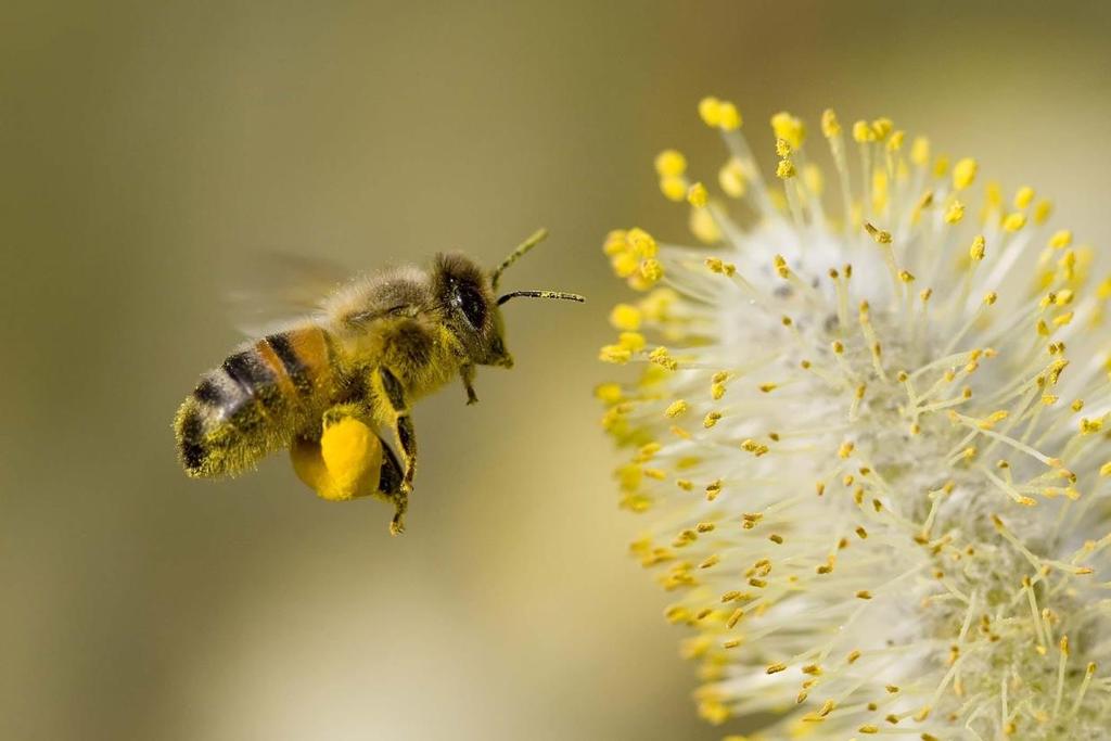 Συλλογή της γύρης Η μέλισσα συλλέγει τους κόκκους γύρης απο τα λουλούδια, την πλάθει σε σβόλους προσθέτοντας σάλιο και