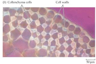 Στηρικτικός ιστός Κολλέγχυμα: το αποτελούν μόνο ζωντανά κύτταρα που παρέχουν κυρίως ελαστικότητα και αντοχή.