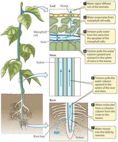 Τι είναι αυτό που ωθεί την άνοδο του νερού από τις ρίζες στα φύλλα; Άντληση μέσω ζωντανών κυττάρων από κάτω προς τα πάνω. ΟΧΙ.