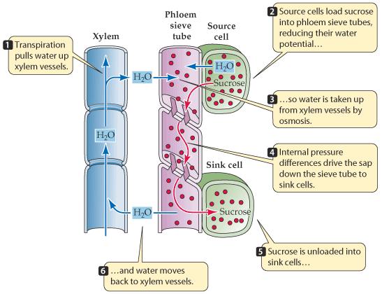 Τα προϊόντα της φωτοσύνθεσης μεταφέρονται από τις πηγές στους αποδέκτες. Ένα όργανο μπορεί να παίζει και τους δύο ρόλους ανάλογα με το αναπτυξιακό στάδιο.