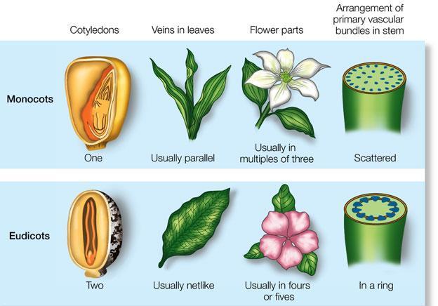 Βασικές διαφορές μονοκότυλων/δικότυλων φυτών Κοτυληδόνες Νεύρωση