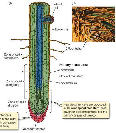 Πλευρική ρίζα Ζ. ωρίμανσης Ζ. επιμήκυνσης Ζ. κυτ. διαίρεσης καλύπτρα διαφοροποίηση Ζώνη ωρίμανσης: πλήρως διαφοροποιημένα κύτταρα.