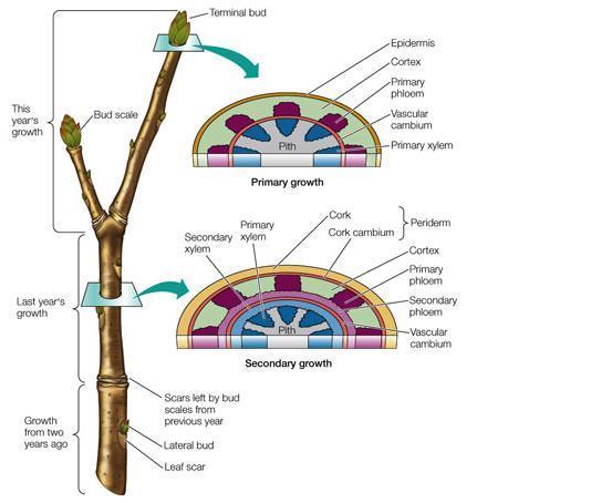 Πρωτογενής & Δευτερογενής αύξηση του βλαστού Πρώτος χρόνος Επόμενα χρόνια Επάκριο μερίστωμα πρωτογενής αύξηση δευτερογενής αύξηση Φελλογόνο κάμβιο Αγωγό κάμβιο Πρωτόδερμα: δημιουργεί την επιδερμίδα