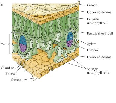 Το φύλλο σε εγκάρσια τομή Τρίχες και αδένες στην επιφάνεια της επιδερμίδας που εκκρίνουν απωθητικές ουσίες κι έτσι προστατεύουν το φύλλο από παράσιτα μεσόφυλλο Ηθμαγγειώδης δεσμίδα εφυμενίδα: