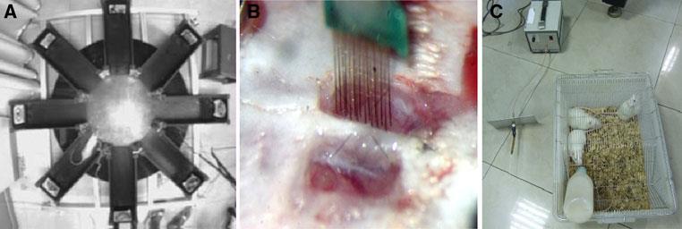 Επιπτώσεις των ΗΜΠ in vivo Σε τι