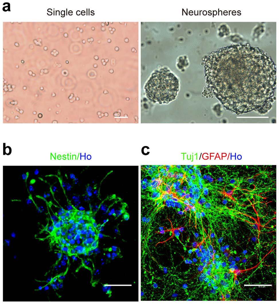 Επιπτώσεις των ΗΜΠ in vitro