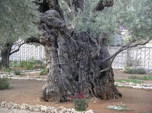 ιεροτελεστίες, μέχρι και την Ιατρική, κλαδιά ελιάς