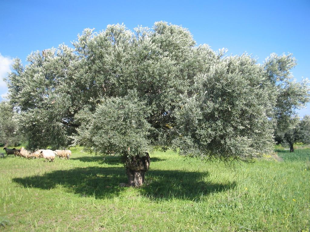 Διάσπαρτα