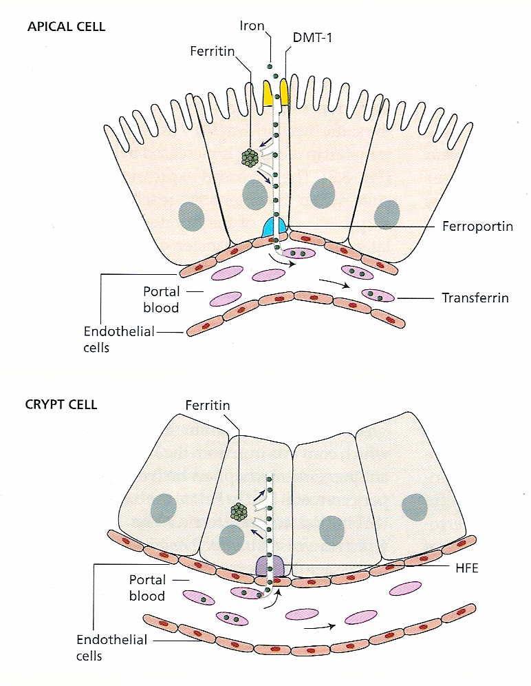ΑΠΟΡΡΟΦΗΣΗ ΤΟΥ Fe (3) Τα κύτταρα του εντερικού βλεννογόνου μπορούν είτε να αποθηκεύσουν το Fe σαν φερριτίνη (ο Fe θα αποβληθεί με τα κόπρανα όταν τα κύτταρα πεθάνουν) είτε να τον μετακινήσουν προς το