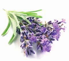 CODE: 33134 ROSMARINUS OFFICINALIS CODE: 33138 DAUCUS CAROTA SATIVA CODE: 33133 LAVANDULA ANGUSTIFOLIA ΕΛΑΙΟ ΔΕΝΤΡΟΛΙΒΑΝΟΥ ΜΑΛΛΙΑ ΣΩΜΑ Αντιμετωπίστε την ξηροδερμία και την πιτυρίδα κάνοντας, με