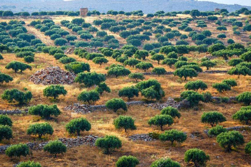 5. κλίμα Η Μεσογειακή Διάπλαση Η κλιματική ζώνη της Μεσογείου συνδέεται στενά με τα μεσογειακά δάση και τους