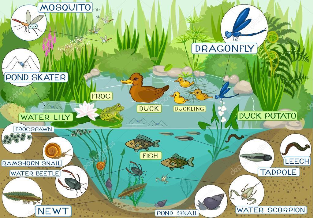 Βιοκοινότητες, οικοσυστήματα και οργάνωση Βιοκοινότητα: τα είδη που ζουν μαζί σε ένα συγκεκριμένο ενδιαίτημα. Συχν