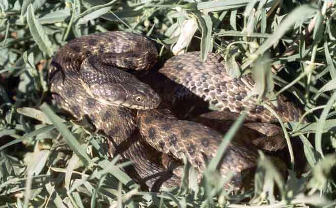 Natrix tesselata Υδρόβιο ιχθυοφάγο, μήκους 1,5 μέτρων, συνήθως όμως είναι 60 80 εκατοστά.