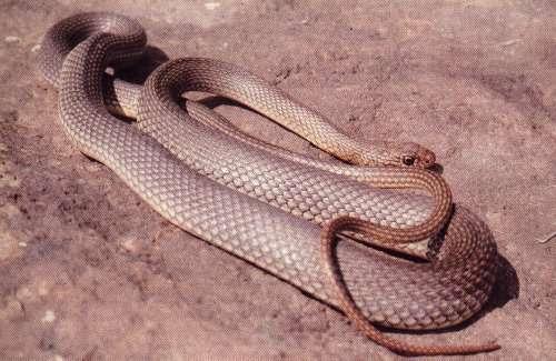 Coluber jugularis ( Ελληνικός Πύθωνας ) Είναι το μεγαλύτερο Ευρωπαϊκό φίδι με μήκος έως 2,5 μέτρα και χοντρό