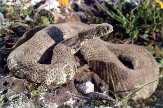 Vipera lebetina - `Οχεντρα Μήκος 80 150 εκατοστά. Το χρώμα ποικίλει από ανοιχτό γκρι έως καφετί.