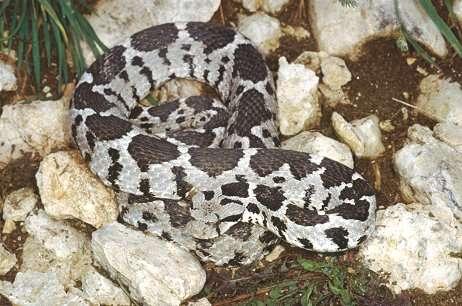 Vipera xantina Βουνόχεντρα Μήκος 1,20 μέτρα, με χοντρό σώμα.