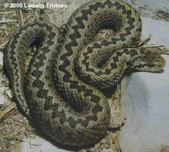 Vipera ursinii Μικρό φίδι, μήκους συνήθως 60 70 εκατοστά. Είναι αρκετά σπάνιο είδος. Βρέθηκε σε μεγάλο υψόμετρο στη Βόρειο Ελλάδα.