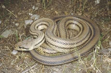 Elaphe quatuorlineata Λαφίτης Έχει μέγεθος μέχρι 2,5 μέτρα, συνήθως 1,80. Κατά μήκος του σώματος φέρει συνήθως 4 σκούρες ταινίες.