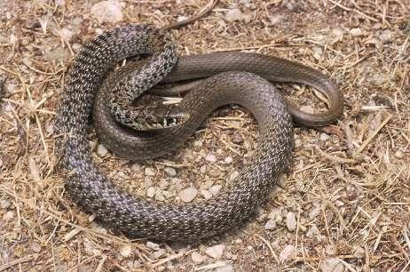 Coluber gemonensis Δενδρογαλιά, Ζαμενής Φίδι μεγάλου μεγέθους, χερσόβιο.